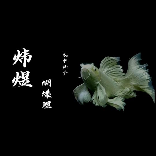 炜煜蝴蝶鲤养殖场