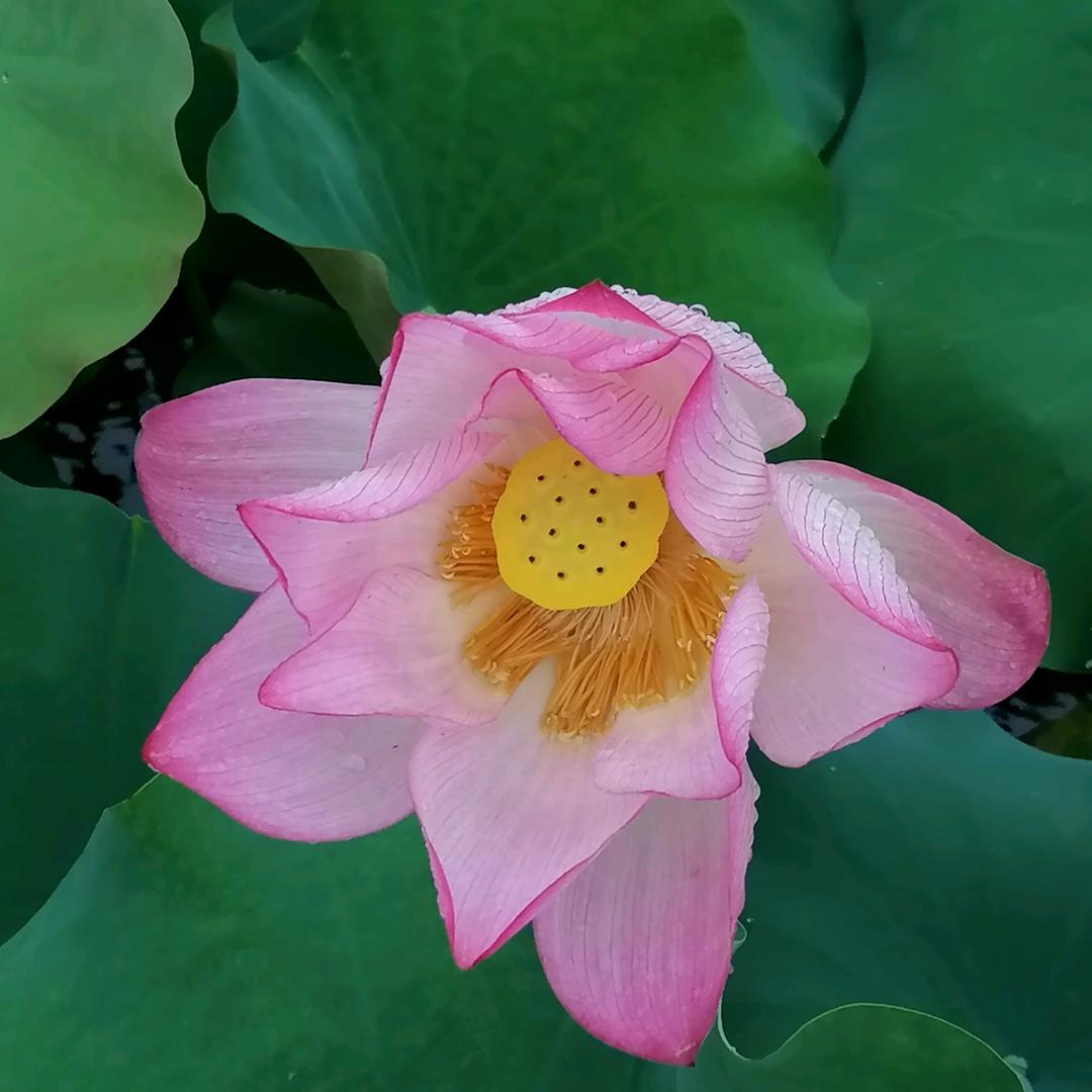 ༺一帆锋顺༻