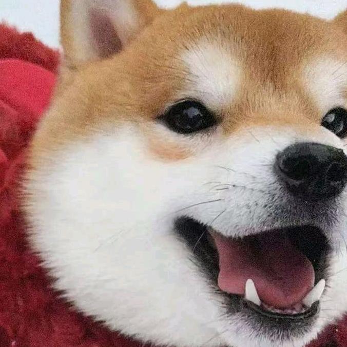 柴豆豆小萌犬（买🐶看朱页）