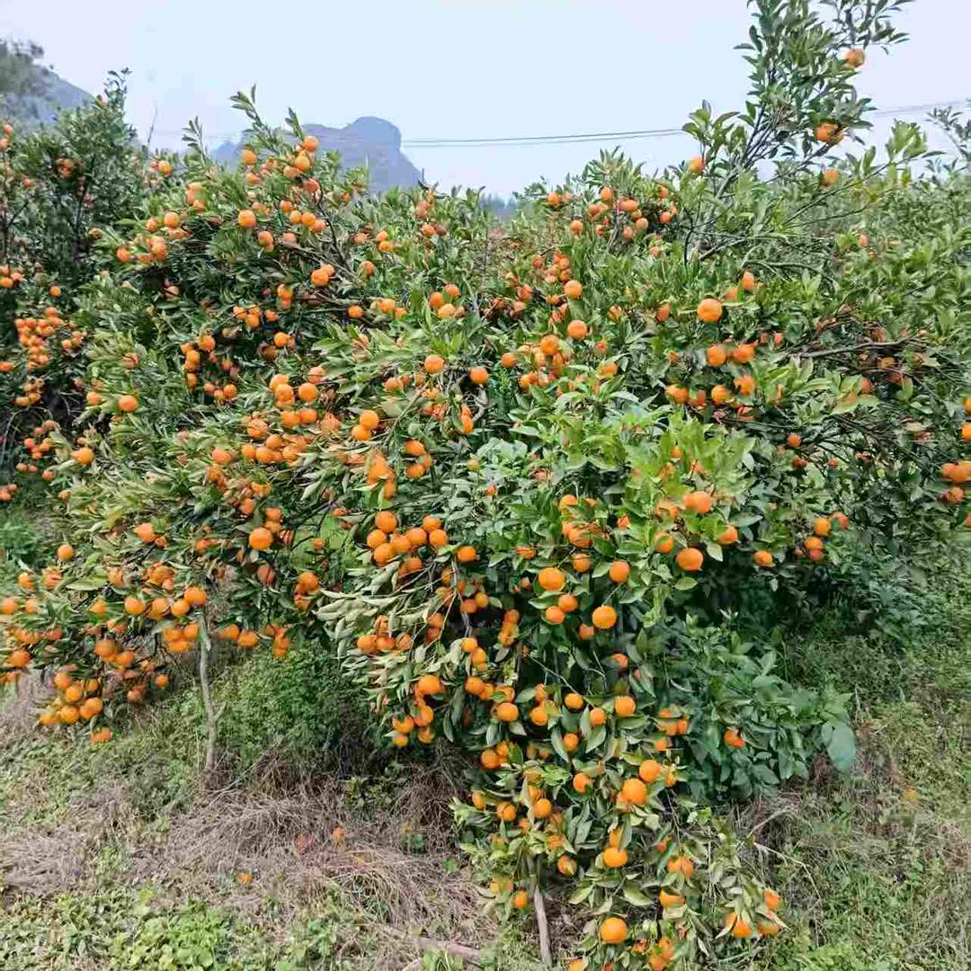 绿旺果树苗木专营店