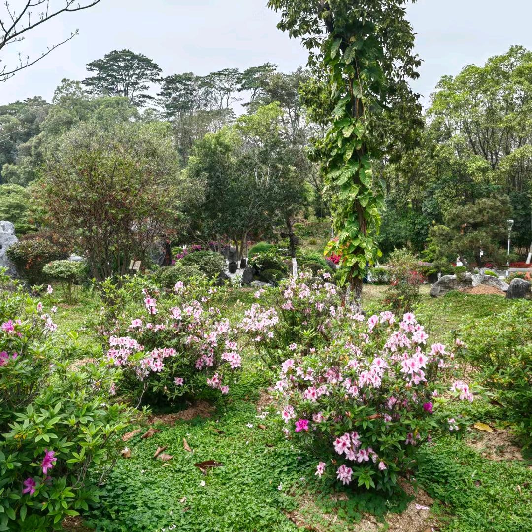 ঞ心之꧔ꦿ᭄所向࿐