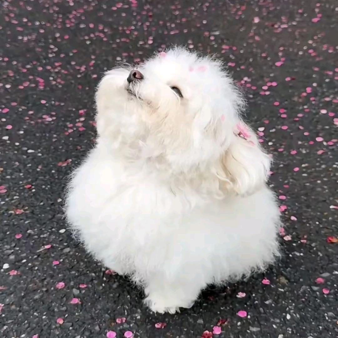 反骨花🥣            ༽