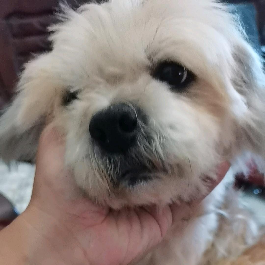 我的狗子我做主