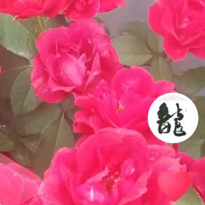 @@龙行天下