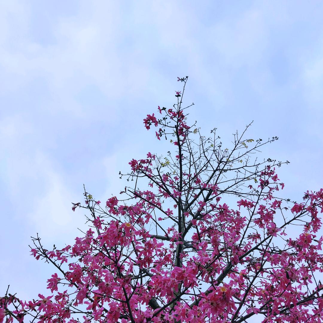 yao保持不复胖丫