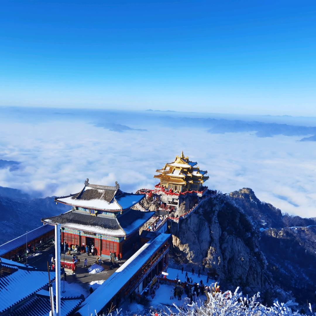 中药材（坝药）