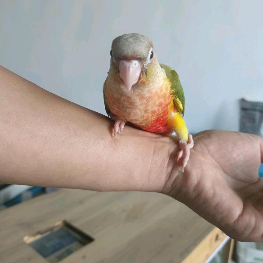 小太阳，和尚萌宠