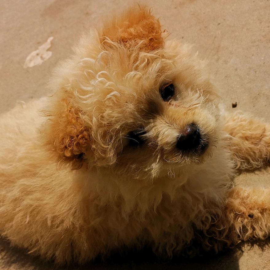 吾家的串串卷毛