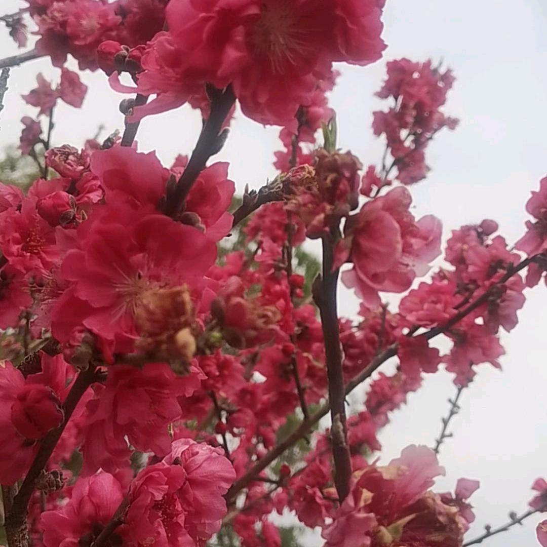 杨子任发动机大队