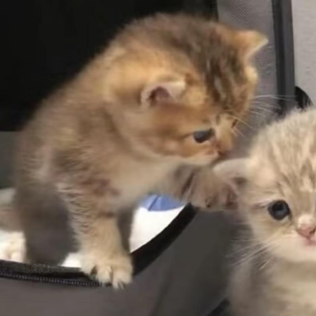 恬淡的内敛大大蟑螂