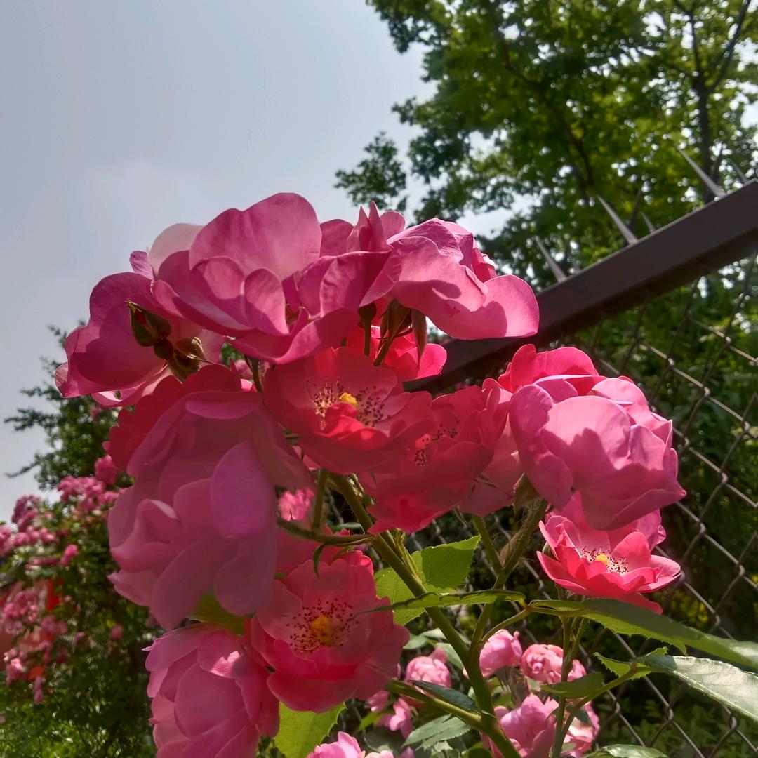 除草工厂直销