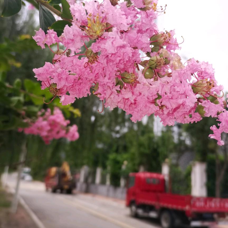 好柿发生