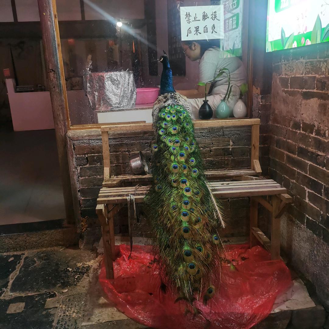 刘迎哥