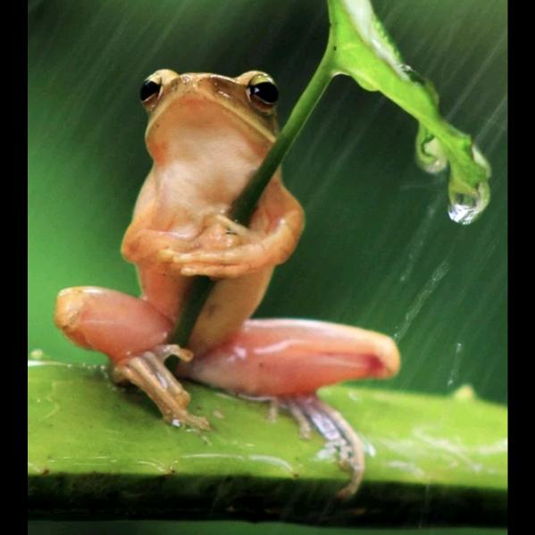 独伴风雨