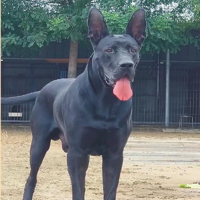 老朱犬舍