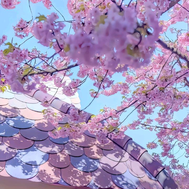 苏苏