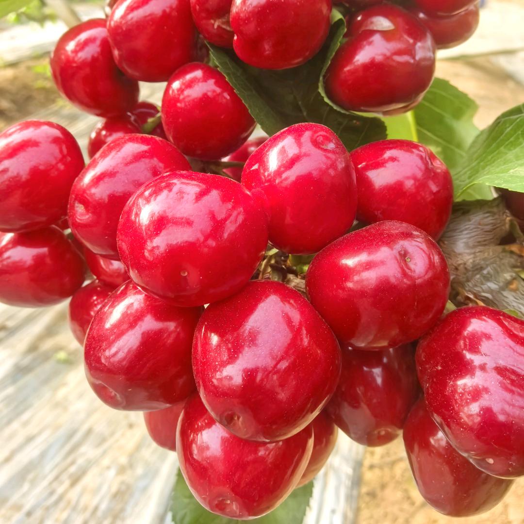 大樱桃技术服务中心