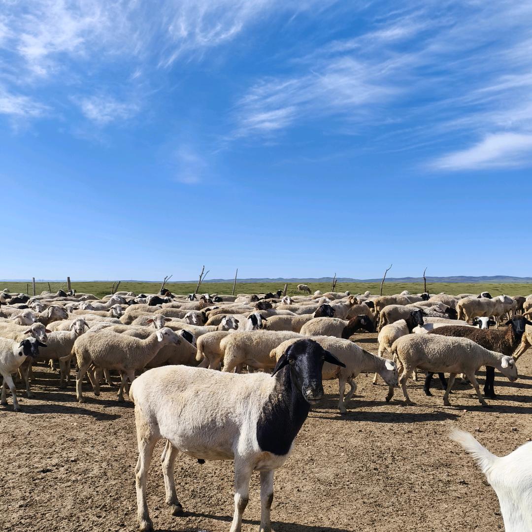内蒙牧民爷爷牛羊肉