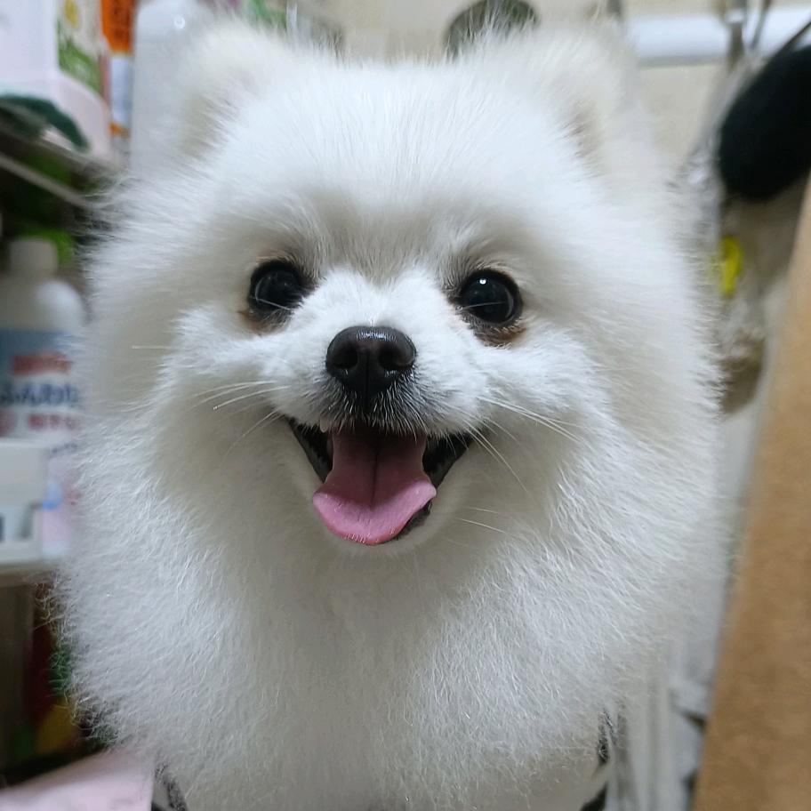 🌺雨中花🌺博美繁殖🌺居家绣娘🌺