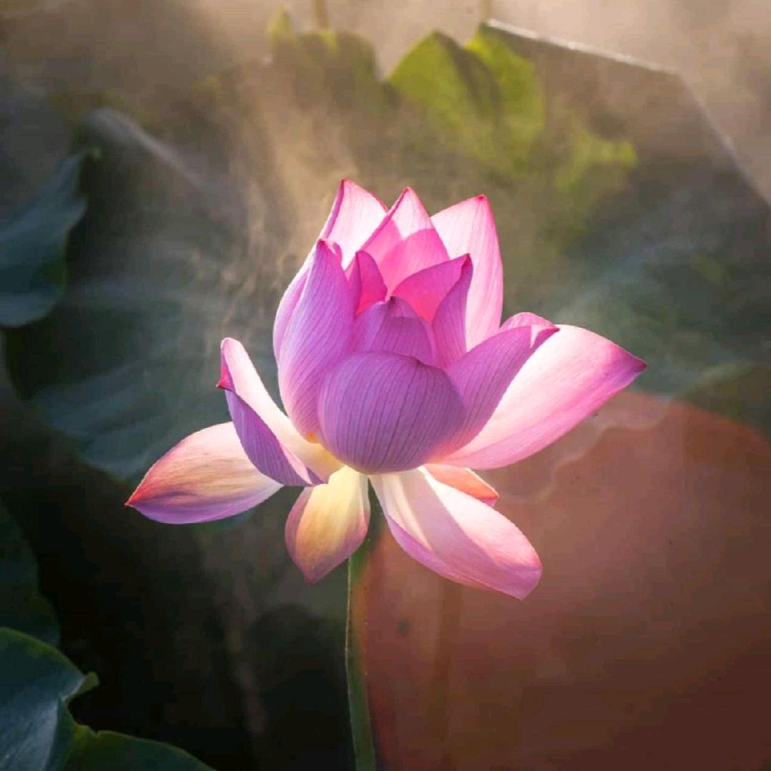 老羊—专牵红线