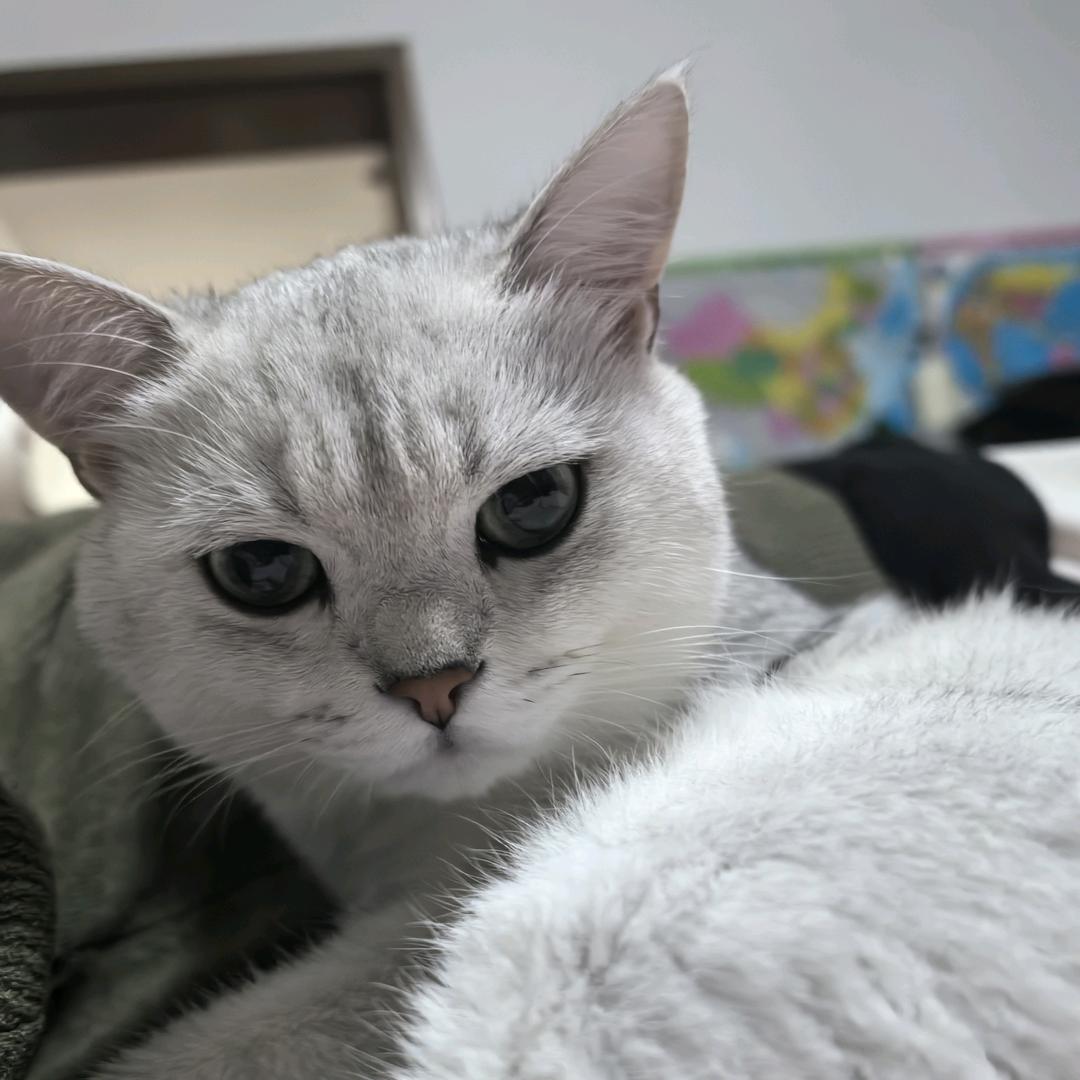 佐拉丶
