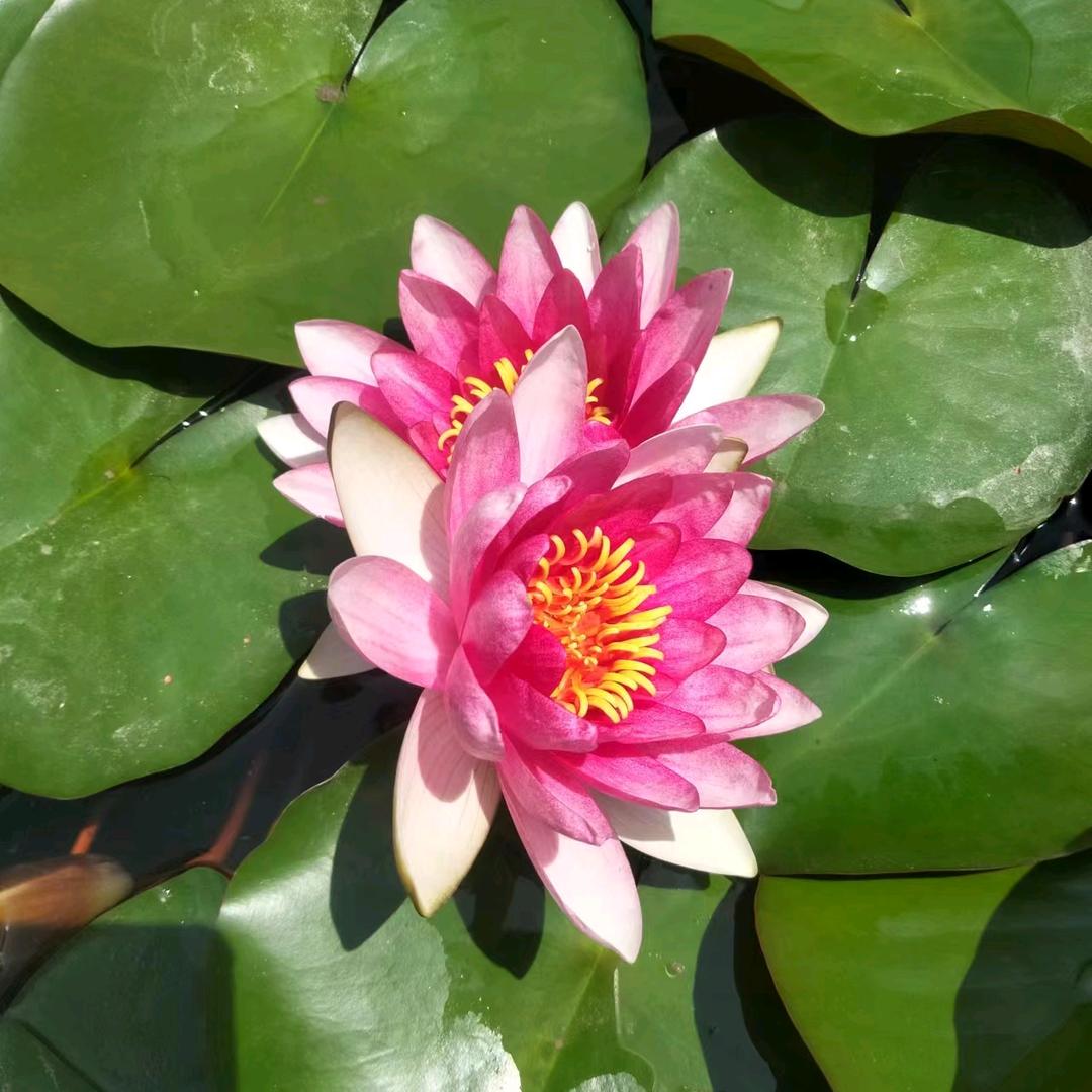 清晨的一缕阳光