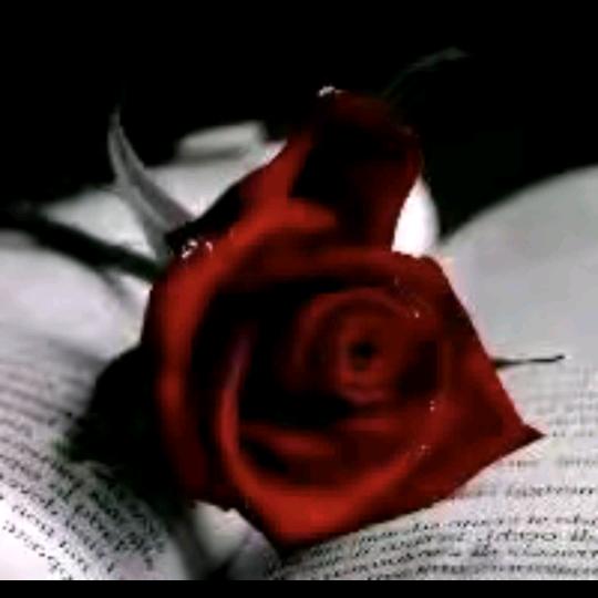 莲花🪷强哥🌹🌹（护花）