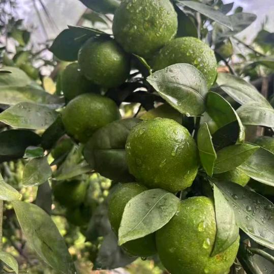 郁金香_兰(卖赣南脐橙)