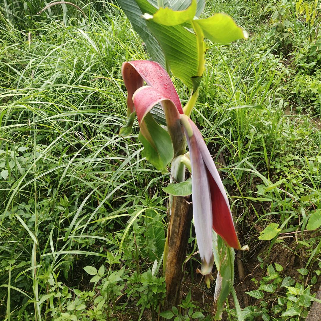 绿水龙狮烟丝队员