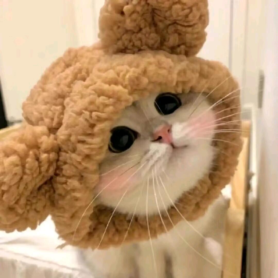 萌宠日记