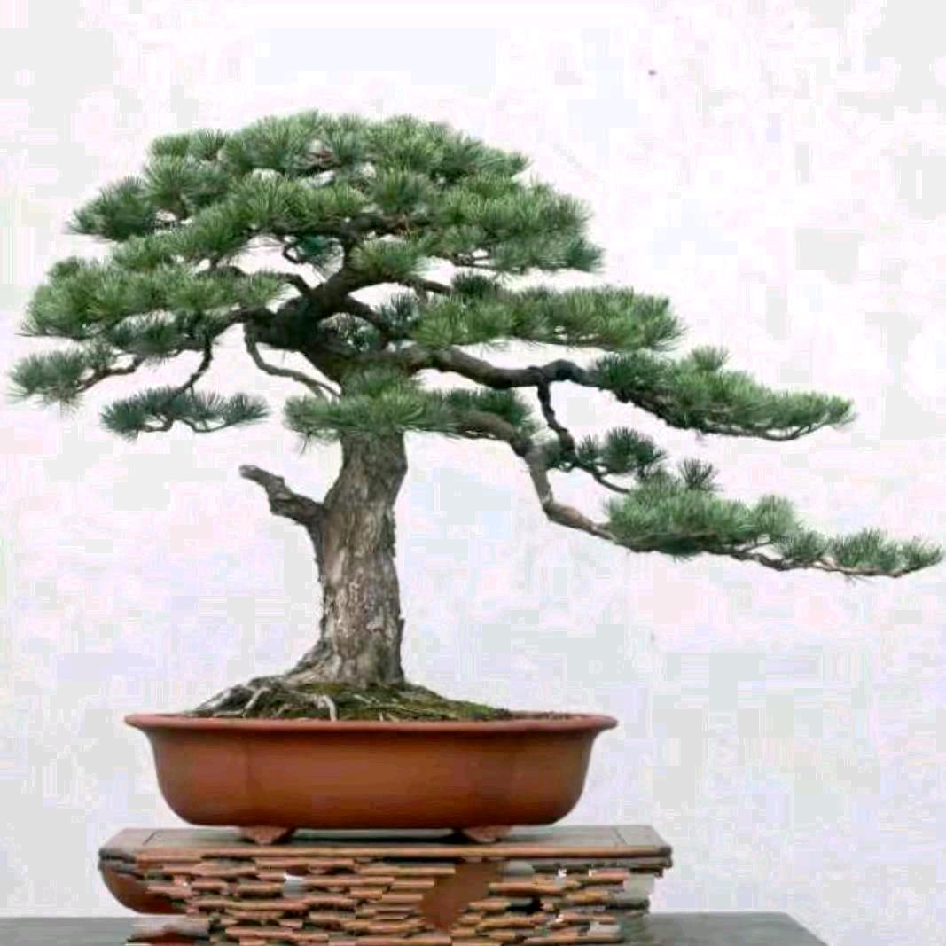 森林