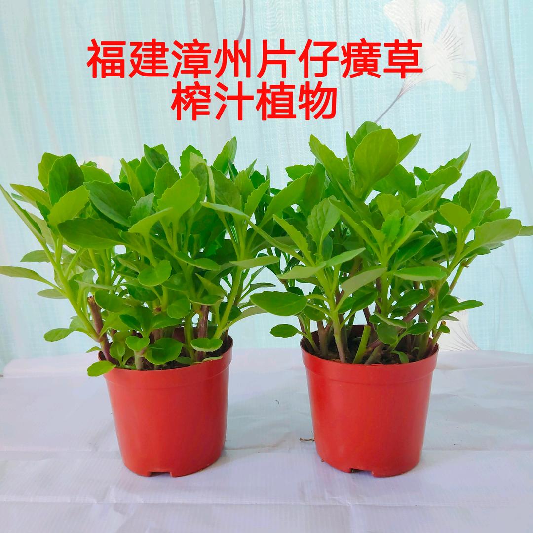 懿林园艺