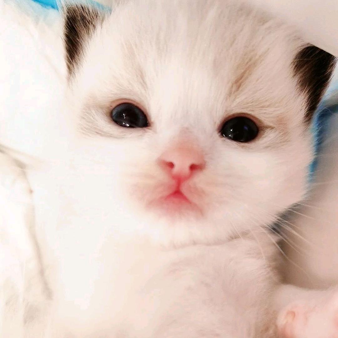 柚只猫猫舍-小心