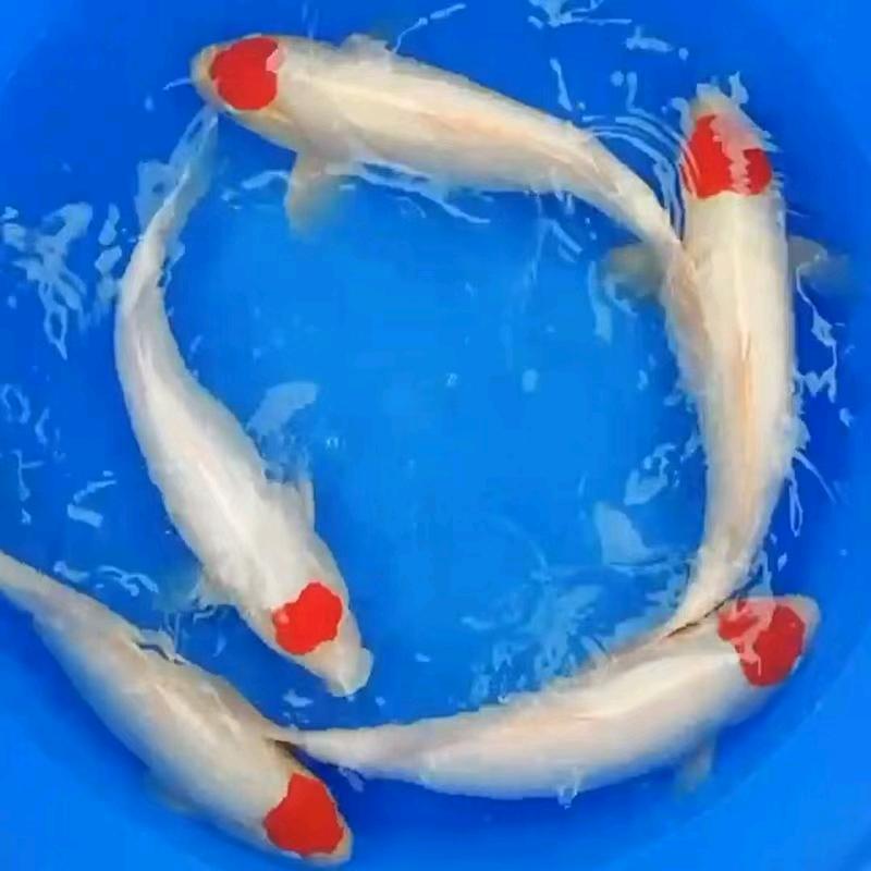 红石锦鲤