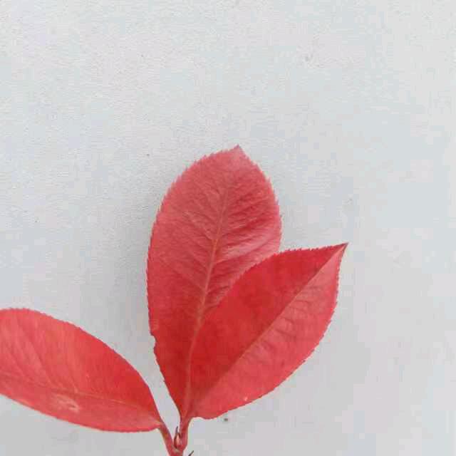 森林兔子