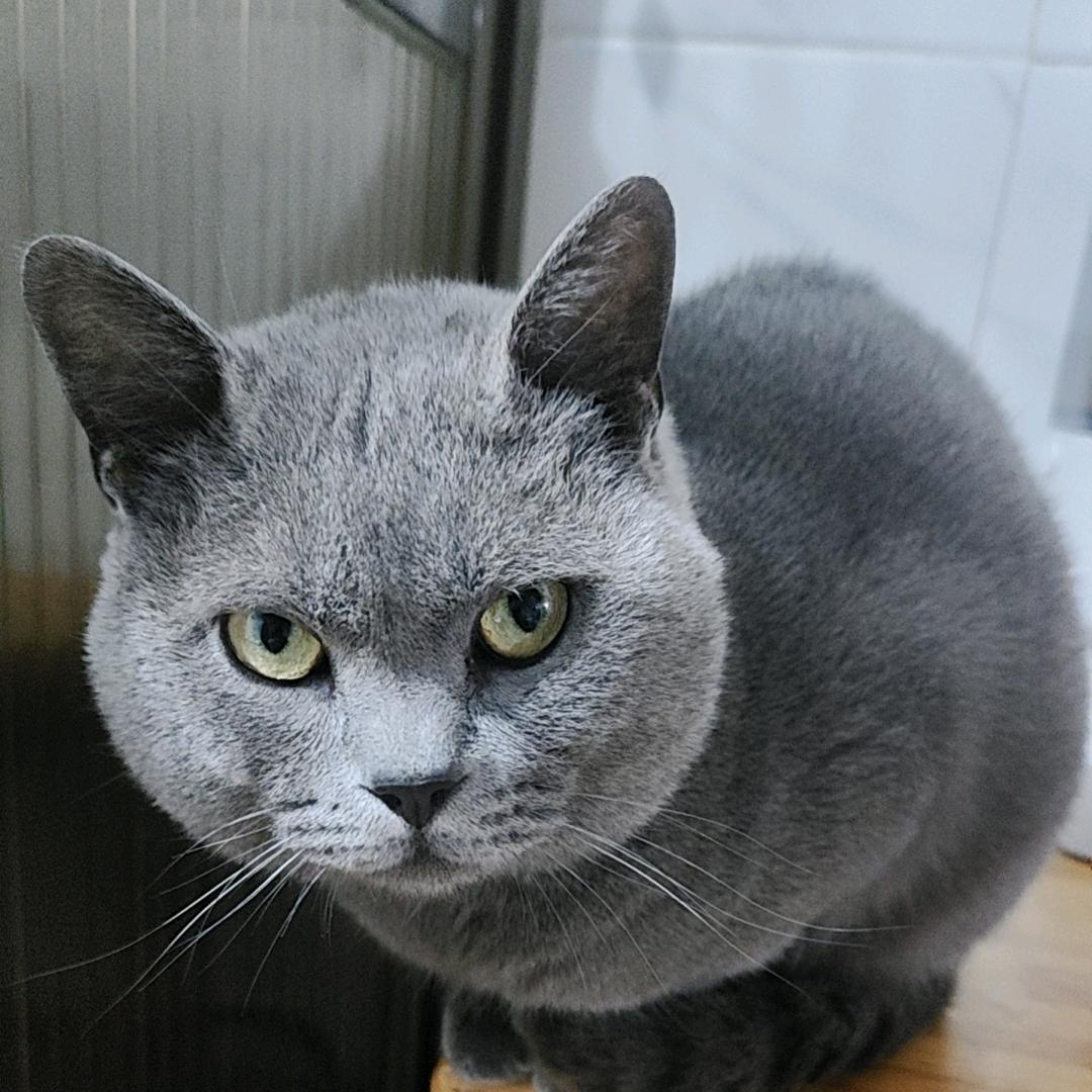 宅男小猫哥