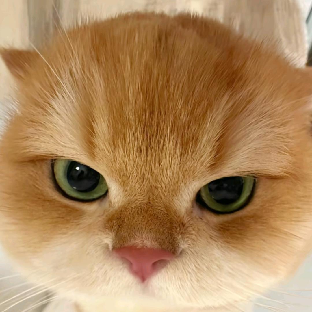 斑马🦓（见过薛之谦版）