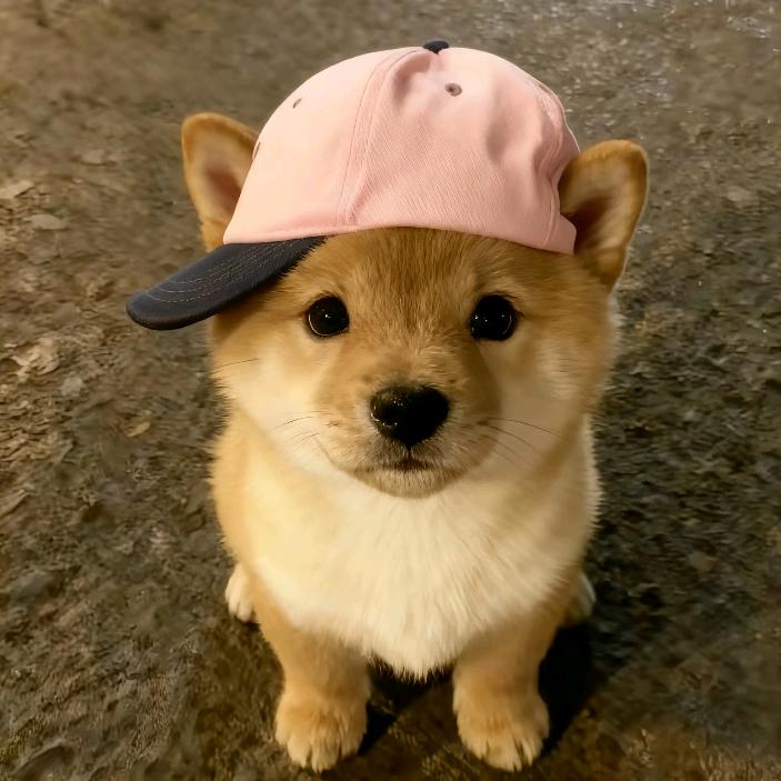 流浪猫
