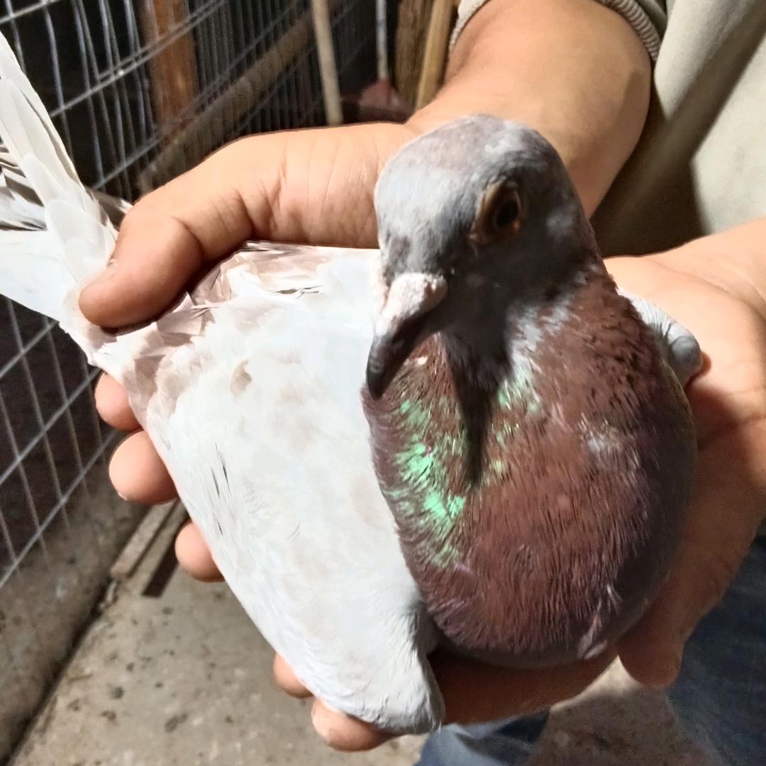 赣江乡村鸽舍