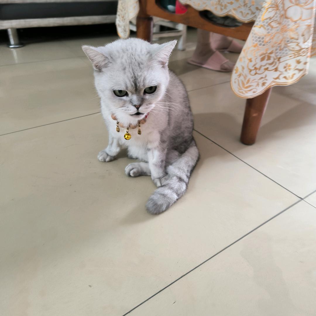 家中有猫（雪花）