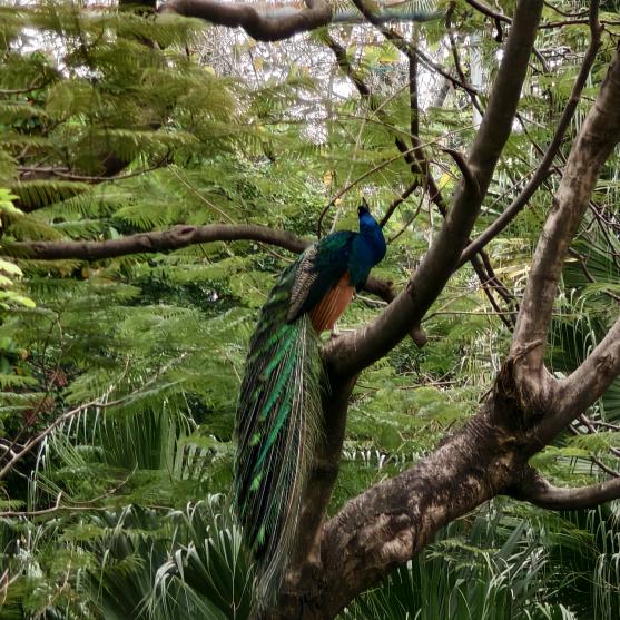 一只在百鸟园随处刷新的孔雀