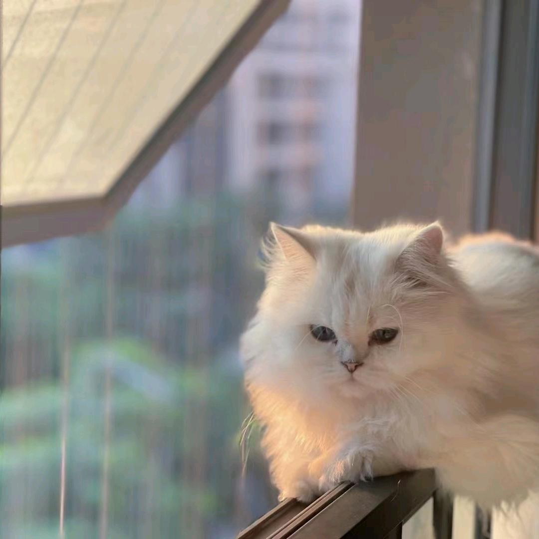 慕寒