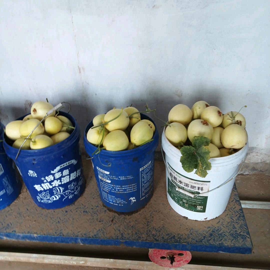 山里娃（鲜果采摘）