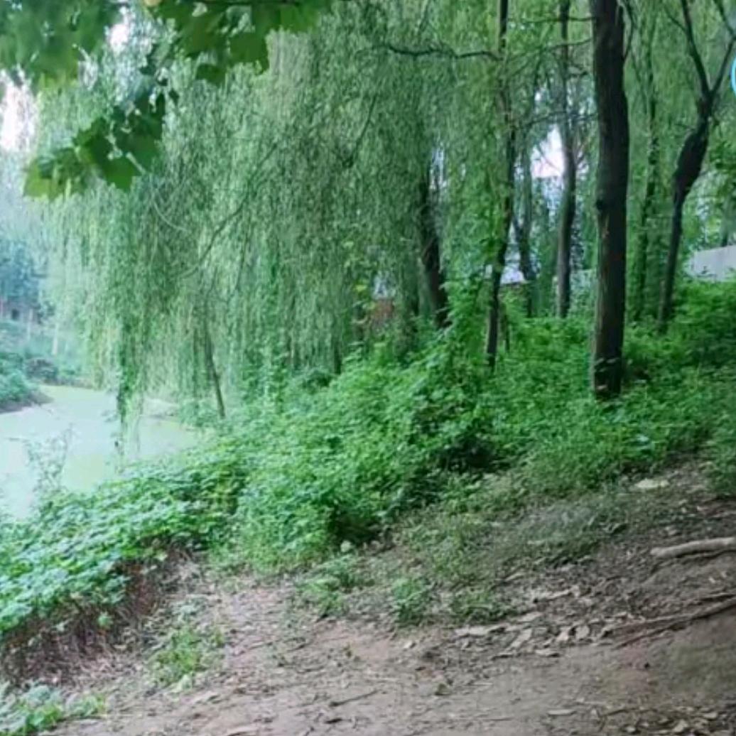 陕西大曌