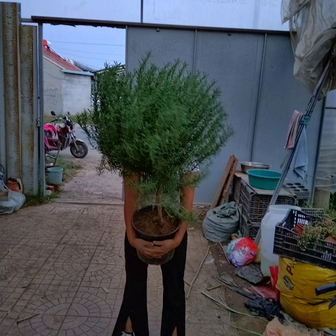 珍妮花卉1