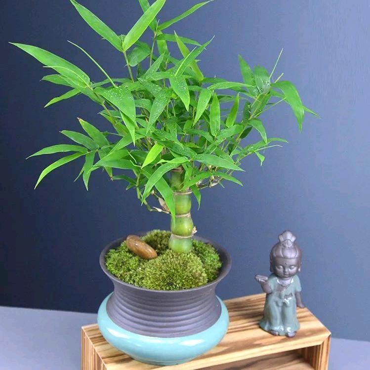 橘止爱学习