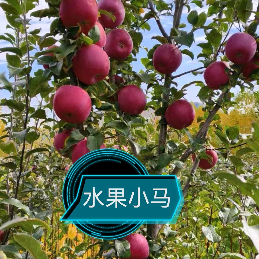 水果鲜森