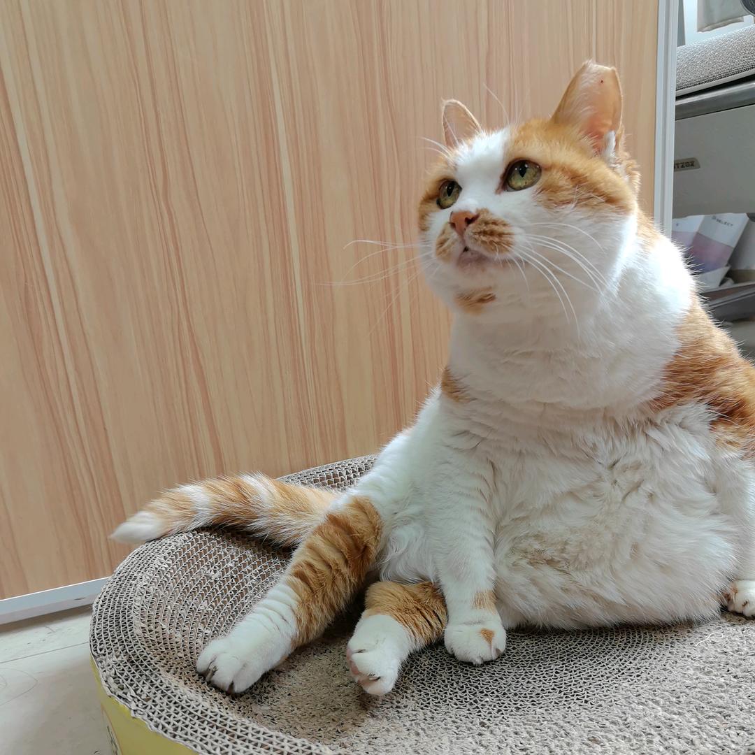 夏代