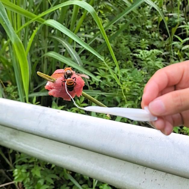 小李爱追金环🐝