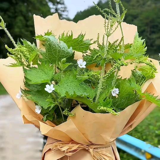 远大前程（晨     成）